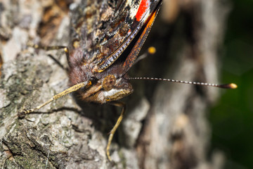 Close up of a colorful butterfly