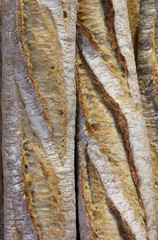 background of fragrant bread kind baguette