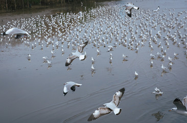 Seagulls flying over the sea