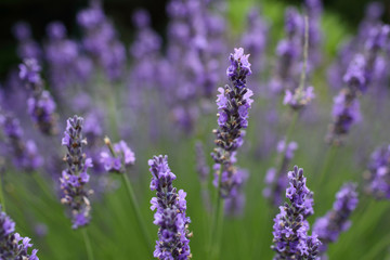 Naklejka premium The lavender details
