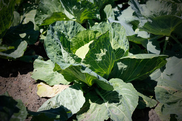 Green cabbage growing in the garden. Closeup