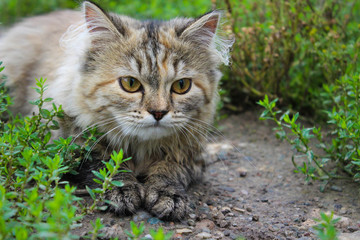 Naklejka na ściany i meble Beautiful Siberian cat hiding in the grass. Hunts. Closeup