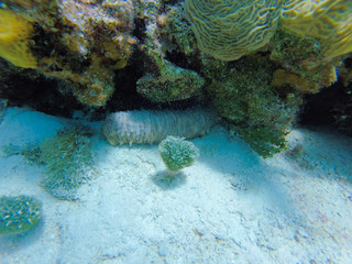 Scuba Diving Bay of Pigs