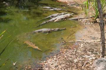 Sonnenbad der Krokodile