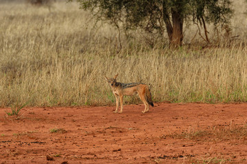 Black Silver Backed Jackal, Canis Mesomelas