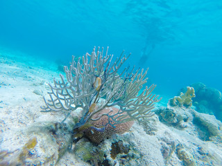 Scuba Diving Bay of Pigs
