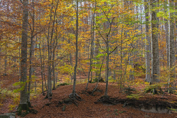 The amazing autumn beech forest in the Tuscany mountains in sunny day, Italy