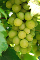 Closeup of white grapes in the garden