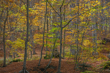 Obraz premium The amazing autumn beech forest in the Tuscany mountains in sunny day, Italy