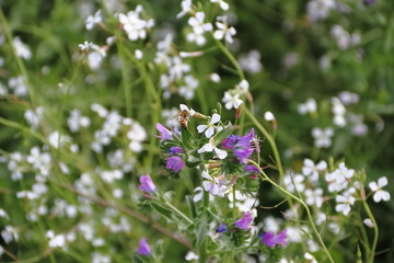wild flowers in the flowered meadow