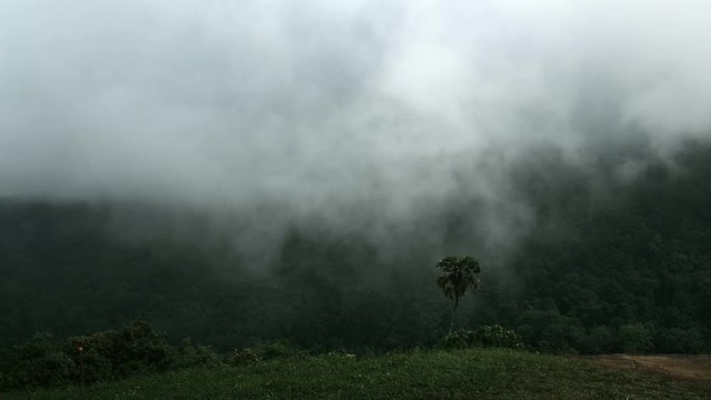 The Mist blowing up the forrest mountainat Phu Hin Rong Kla National Park , Thailand.