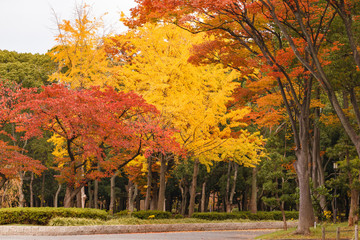 Osaka castle garden in autumn with red leaves