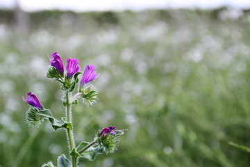 wild flowers in the flowered meadow
