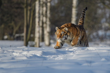 Siberian Tiger in the snow (Panthera tigris) 