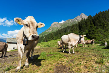 Fototapeta na wymiar free cows grazing in the alpine meadows