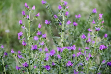 wild flowers in the flowered meadow