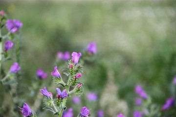 wild flowers in the flowered meadow
