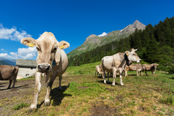 Fototapeta na wymiar free cows grazing in the alpine meadows