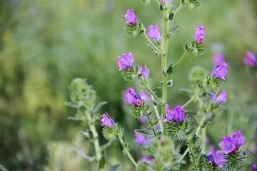wild flowers in the flowered meadow