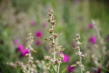 wild flowers in the flowered meadow