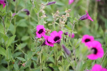 wild flowers in the flowered meadow