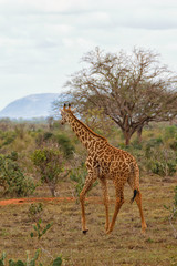 Young Giraffe Enjoying the Savannah