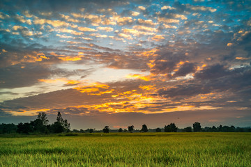 Obraz premium Beautiful sunset at the paddy field