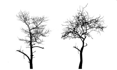 silhouette tree on white backgfround