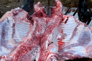 Pig slaughtering ceremony in the Hungarian countryside