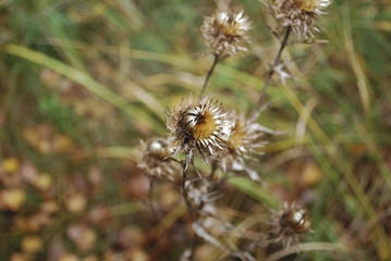 Carduus acanthoides, known as the spiny plumeless, welted or plumeless thistle, is a biennial plant species of thistle in the Asteraceae—sunflower family. Plant is withered.