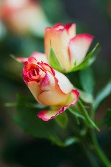 Delicate roses in bouquet, selective focus. Voluptuous revelation. Romantic roses with love. Soft color and blur style
