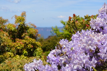 Flowers from the Blue Mountains