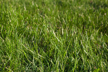 Green fresh grass in field. Summer time background