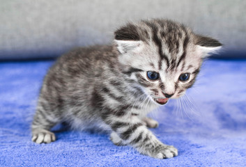 Fototapeta na wymiar Angry disgruntled kitten. Emotions of a kitten. Meow