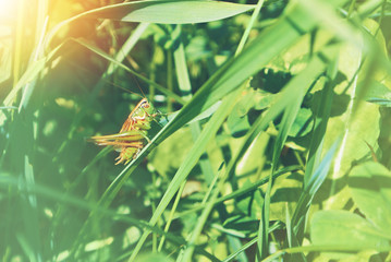 Big green grasshopper sitting on a blade of grass in beautiful sunlight macro close-up background with blurred green soft focus artistic leaf texture. Copy space.