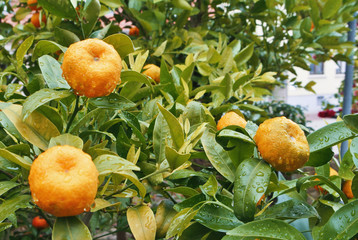 A little orange mandarine tree with two fruits in the garden with water drops on the branch after the rain.