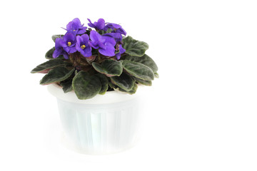 Purple violets in a pot on a white background. Beauty. Flowers. Close-up.