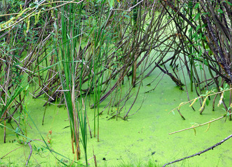 green conferva on the water surface  for your design