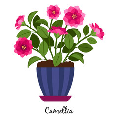 Camellia plant in pot