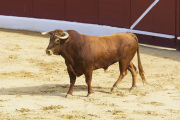 Toro bravo español en una plaza de toros