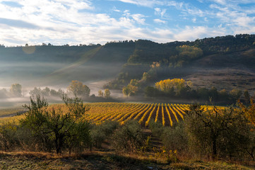 Rows of grape vines at vineyard under sunrise, Tuscany, Italy
