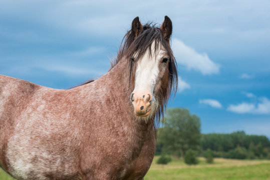 Portrait of beautiful gypsy horse with a background of blue sky