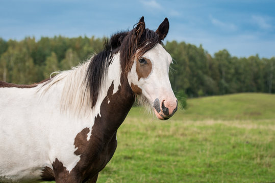 Portrait of beautiful paint horse