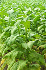 Tobacco plants growing in Taiwan