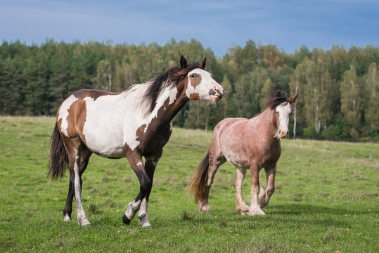 Two horses on the field in summer