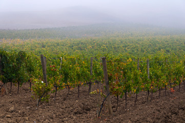 Fototapeta na wymiar Rows of grape vines at vineyard under sunrise, Tuscany, Italy