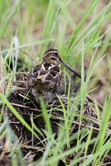 タシギ(common snipe)