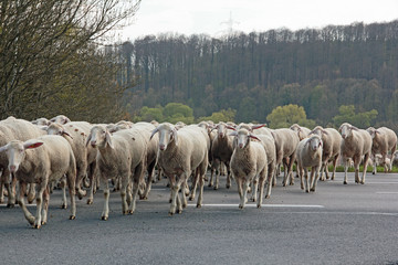 Schafherde auf Straße