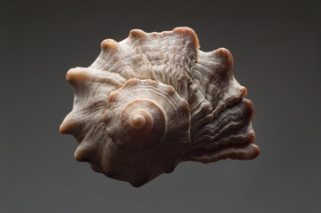 Seashell close-up on a gray background