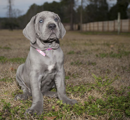Puppy waiting for treats